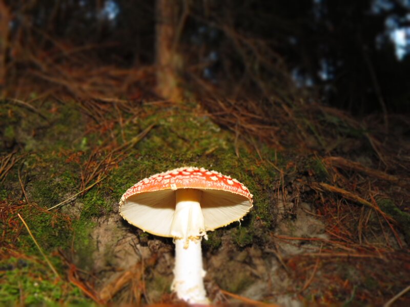 Amanita mushroom in forest
