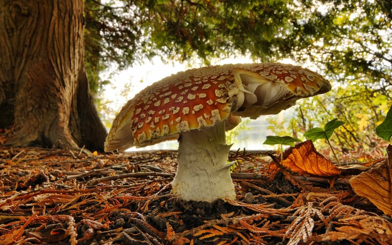 Amanita mushroom in forest