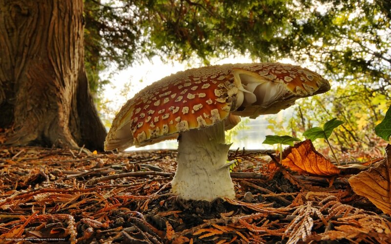 Amanita Mushroom in Forest — Brown, Serene