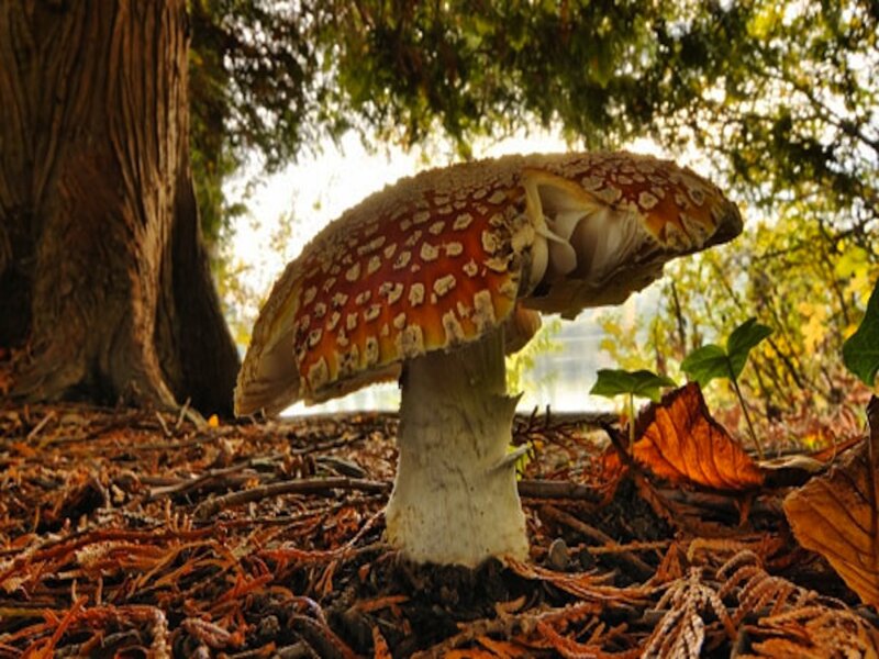 Amanita Mushroom in Forest — Brown