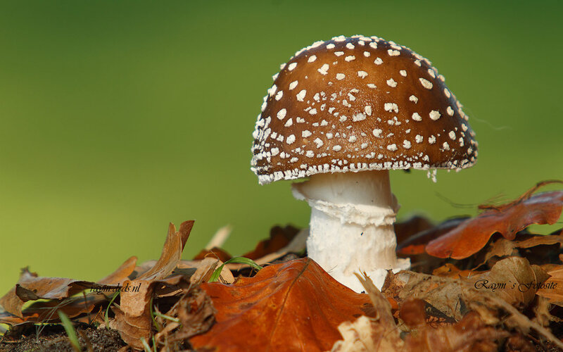 Amanita Mushroom in Leaves