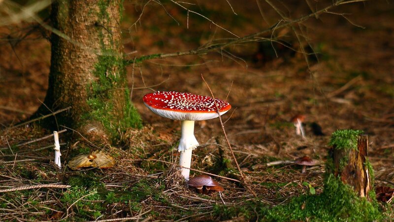 Amanita mushroom in the forest
