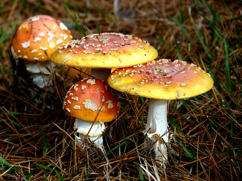Amanita Mushrooms in Forest