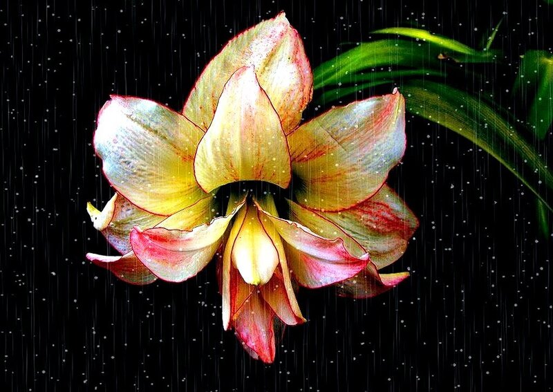 Amaryllis flower in the rain