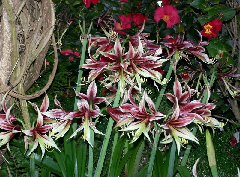 Amaryllis flowers in bloom