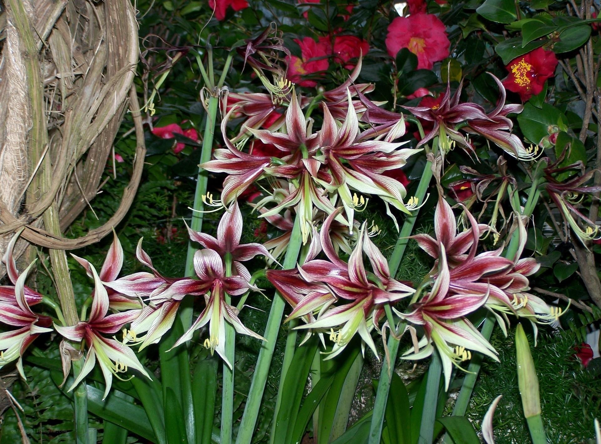 Amaryllis flowers in bloom