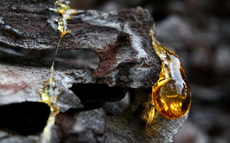 Amber Resin on Rock