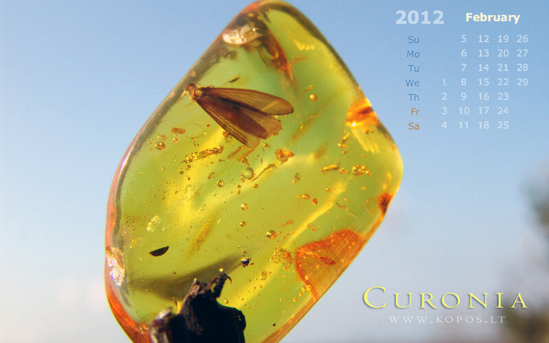 Amber with Insect Inclusion