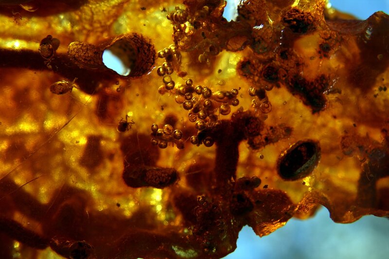 Amber with trapped insects