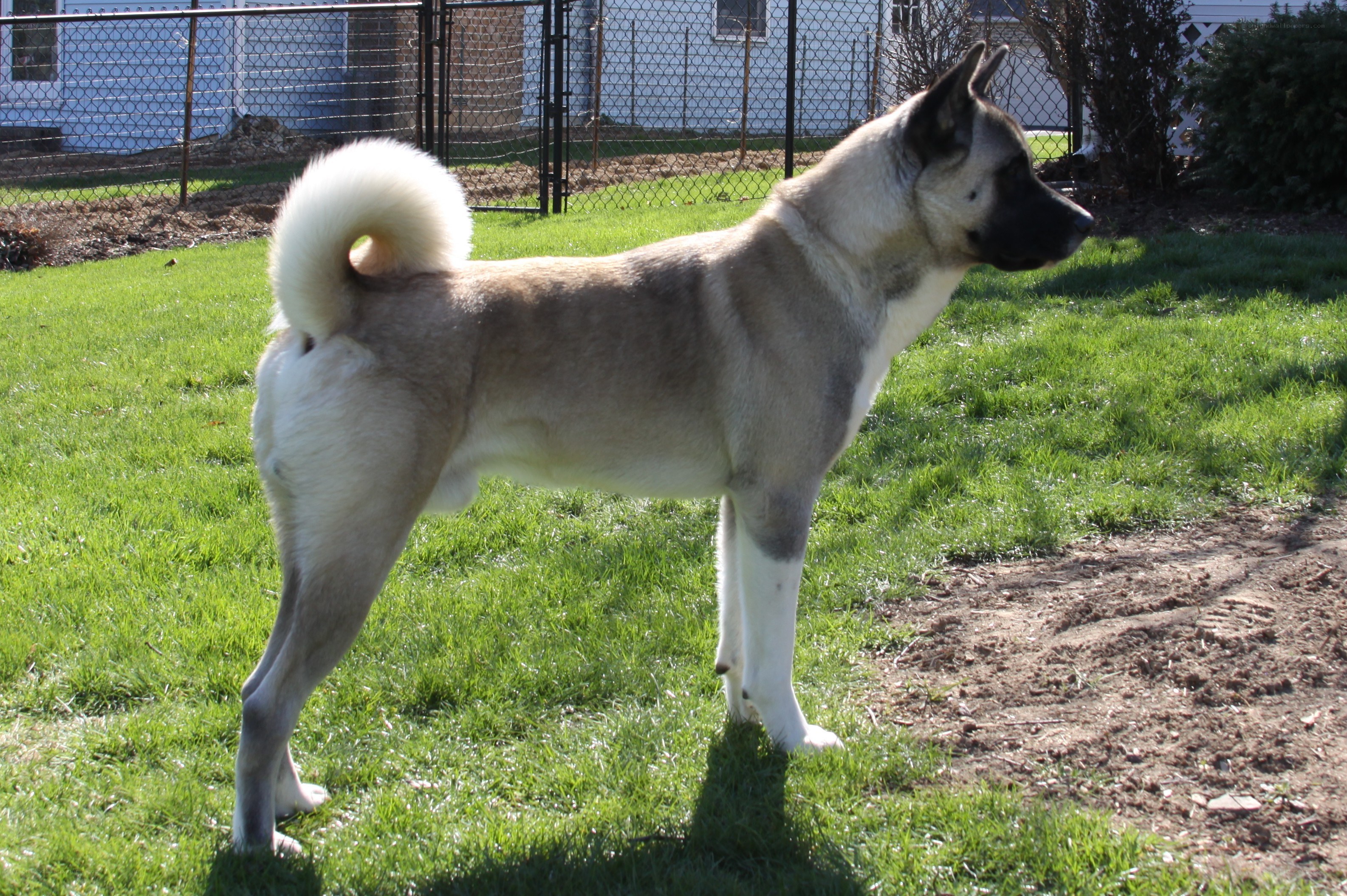 American Akita in backyard