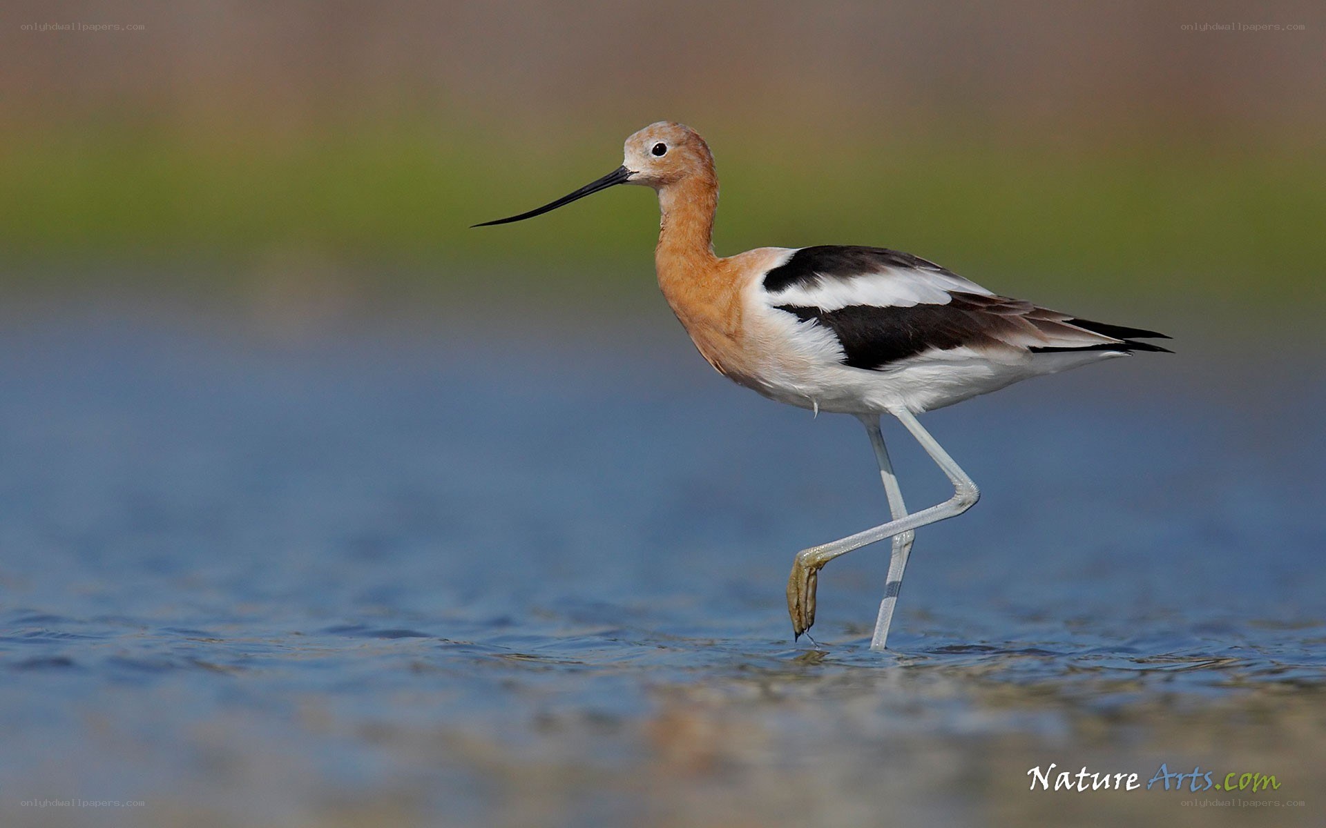 American avocet in shallow water