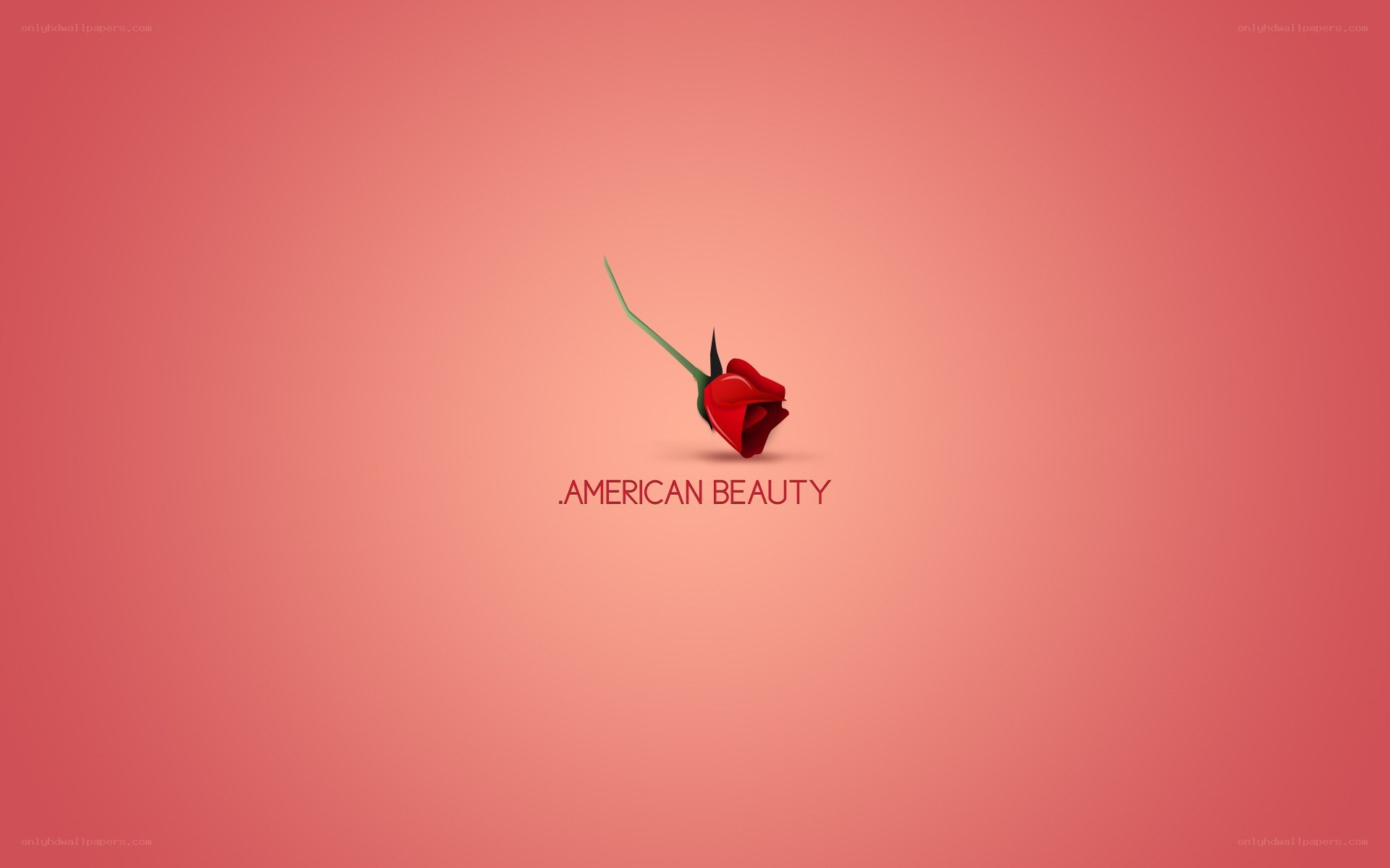American Beauty rose