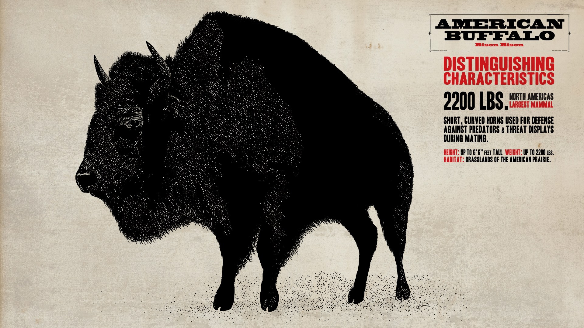 American Buffalo Facts