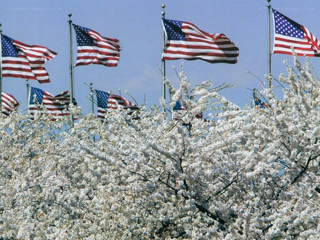 American flags and cherry blossoms