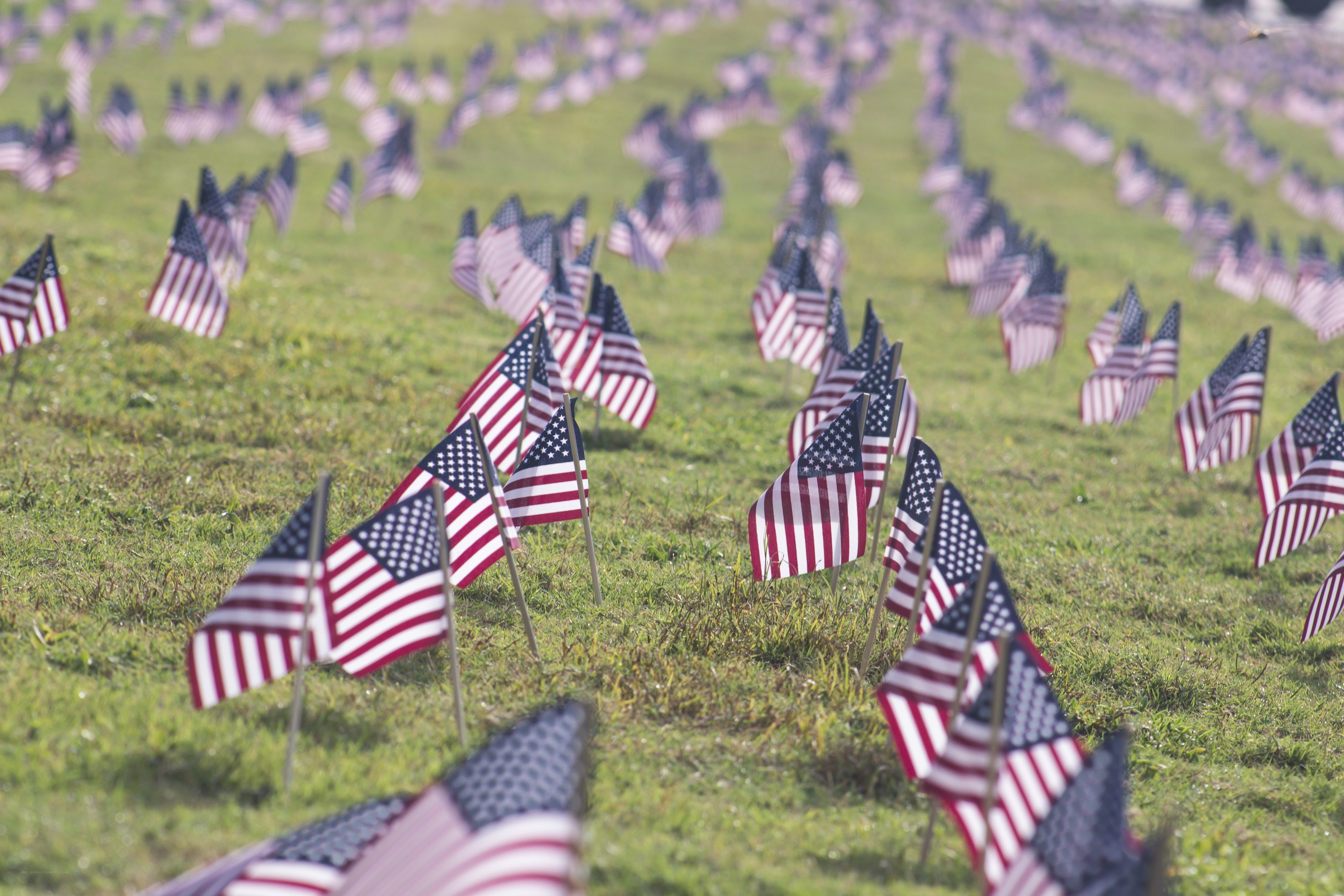 American flags on a field