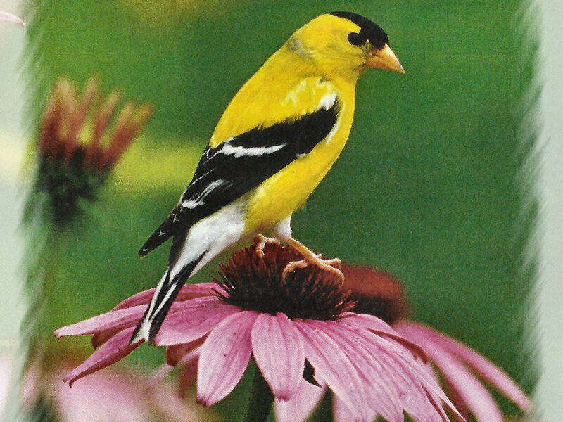 American Goldfinch on Flower