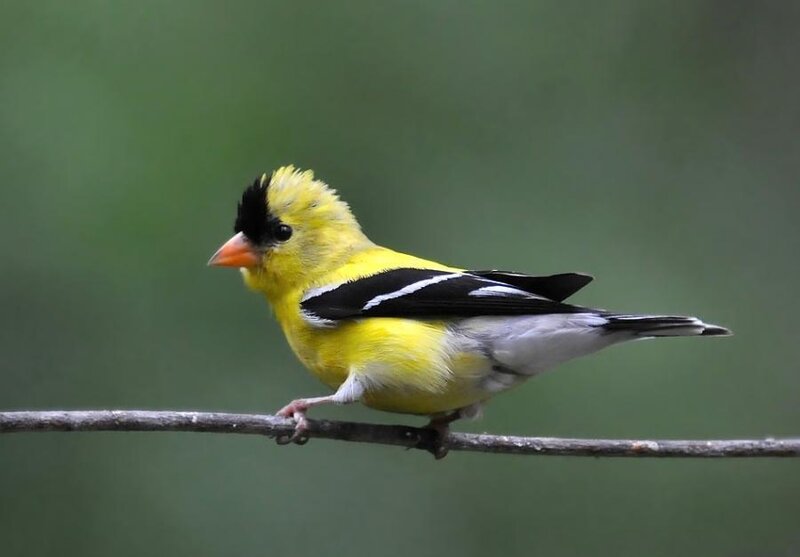 American goldfinch perched on branch