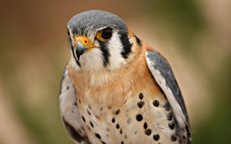 American Kestrel Bird — Brown