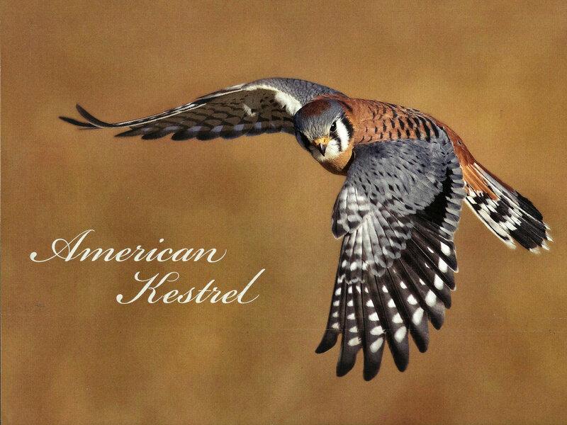 American Kestrel in Flight