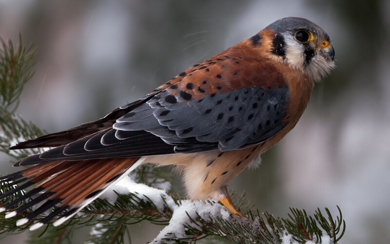 American Kestrel on Branch