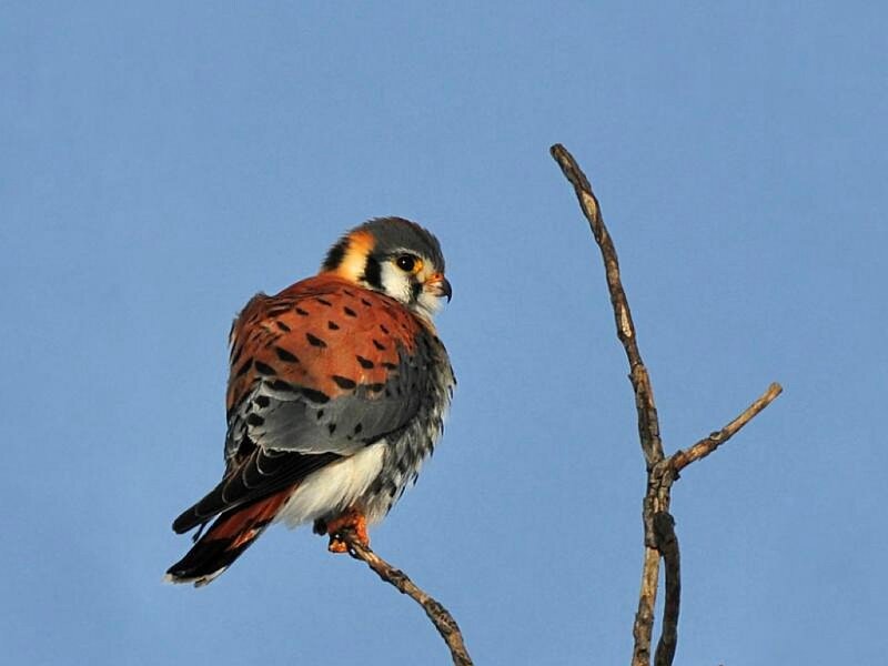 American Kestrel Perched — Blue