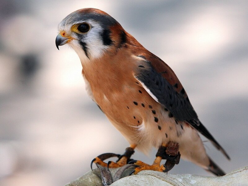 American Kestrel Perched — Brown, Alert