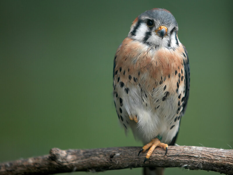 American Kestrel Perched — Brown