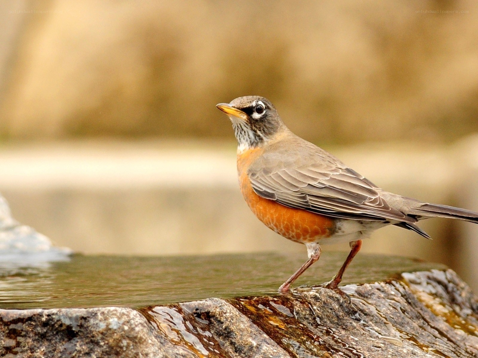 American robin at a water source