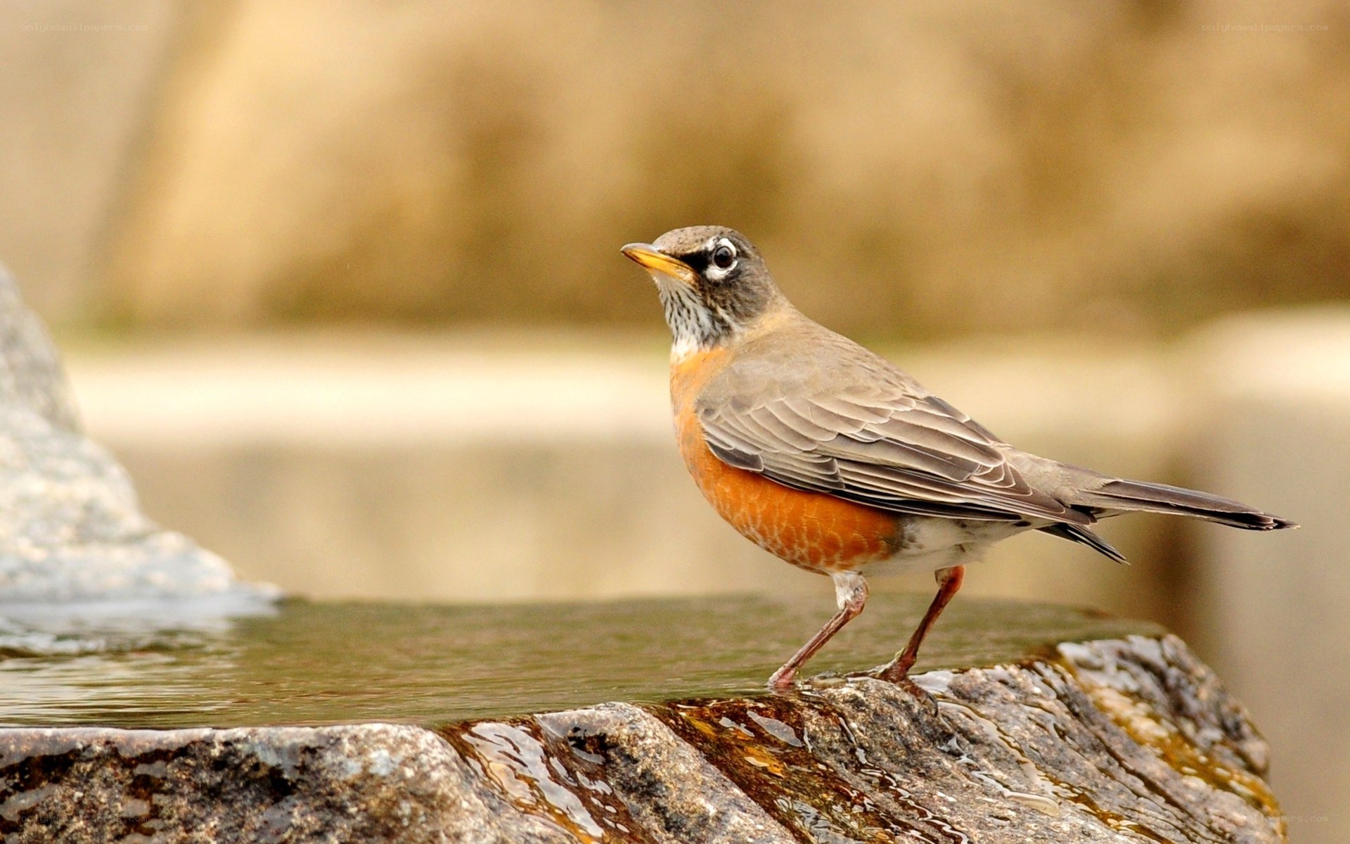 American robin at a water source