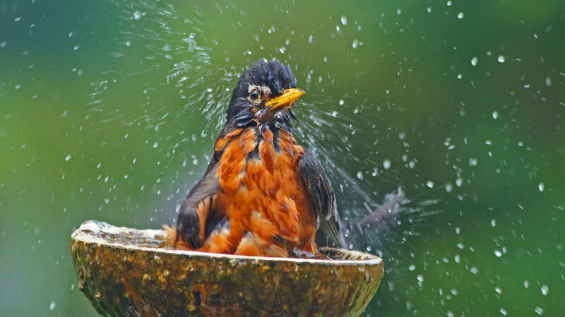 American Robin Bathing — Orange