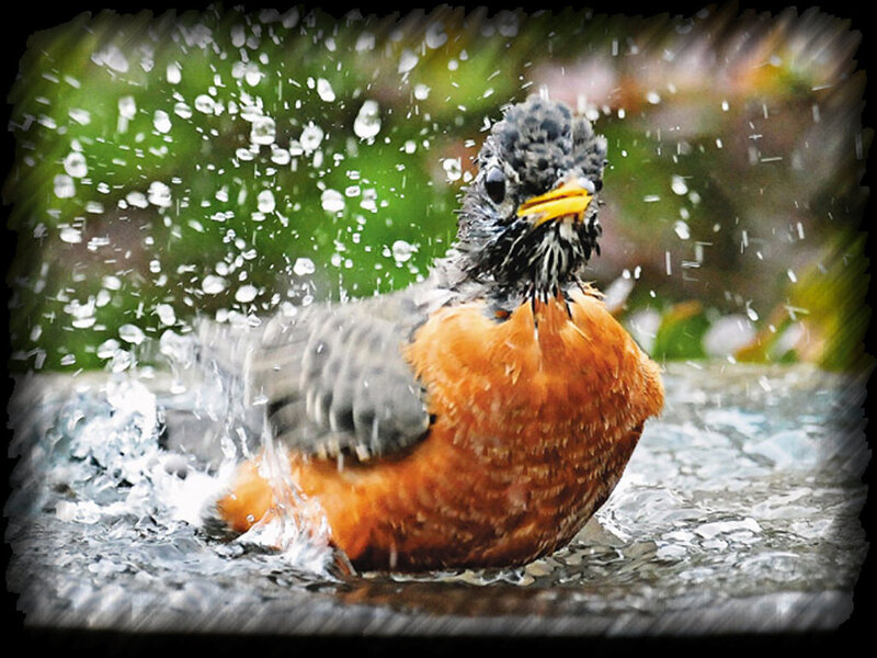 American Robin Bathing