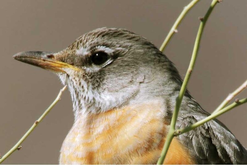 American Robin Bird