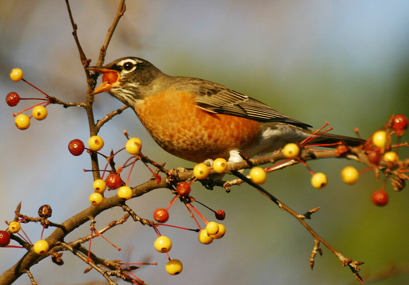 American Robin Eating Berries