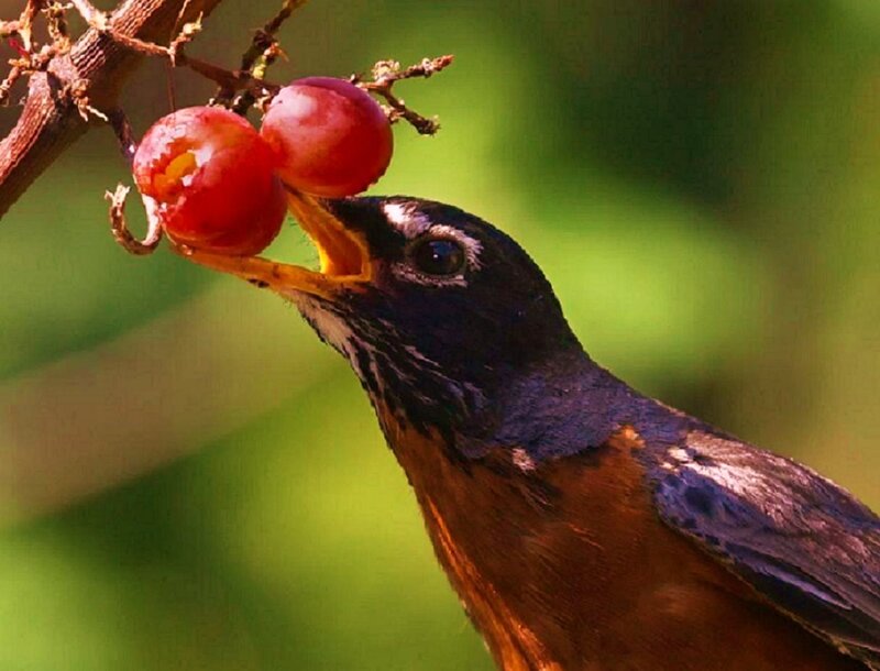 American Robin Eating Berry