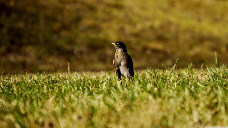 American Robin in Grass