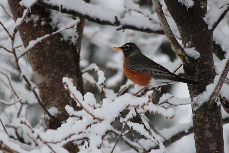American Robin in Snow