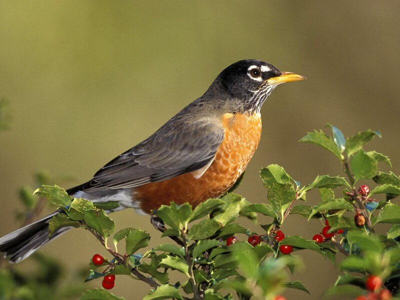 American robin on a berry bush