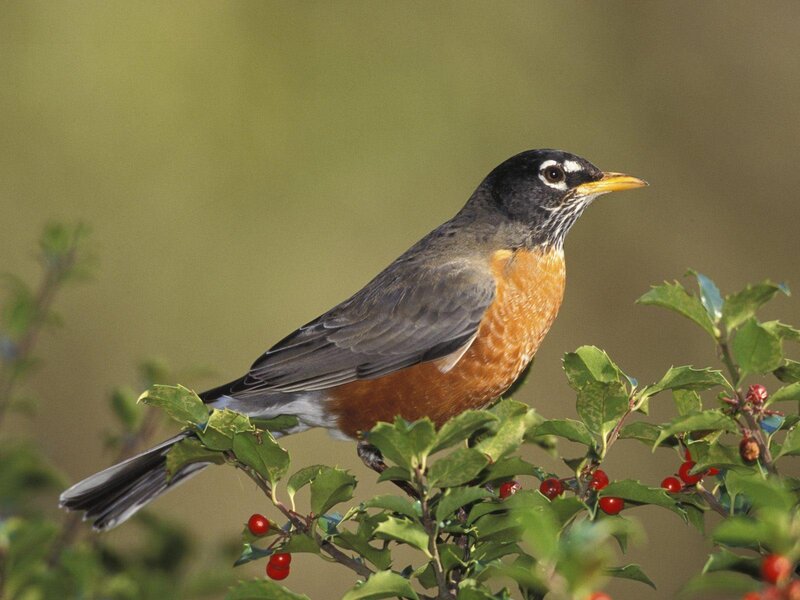 American robin on a berry bush