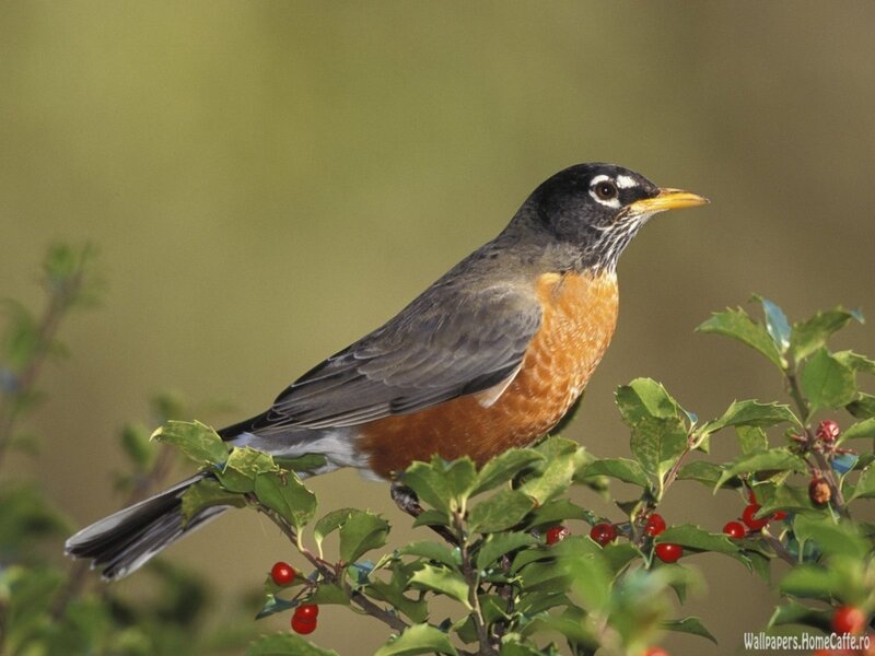 American robin on a berry bush