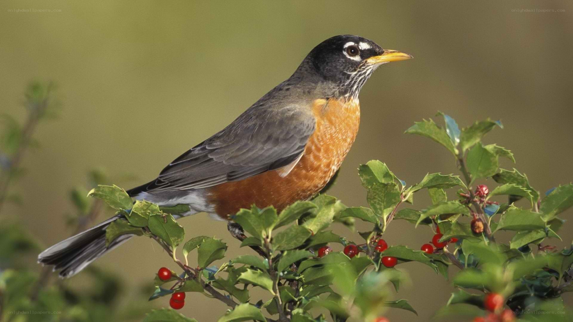American robin on a berry bush
