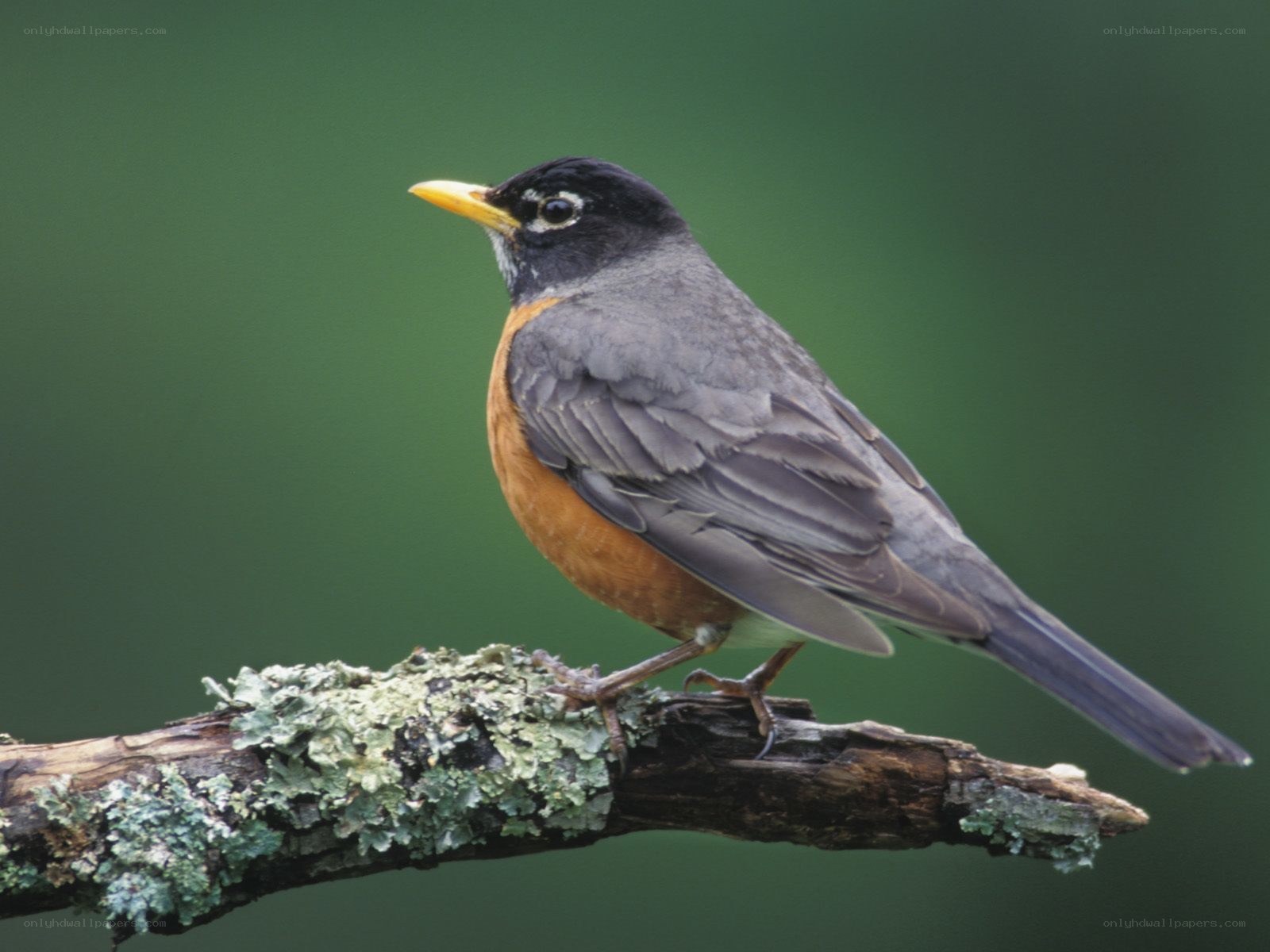 American robin on a branch