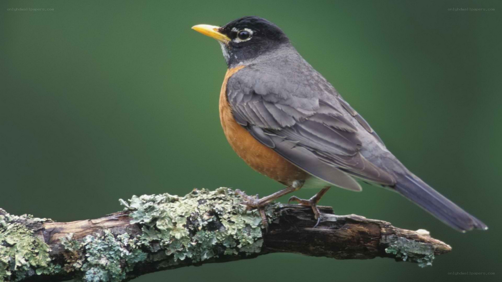 American robin on a branch