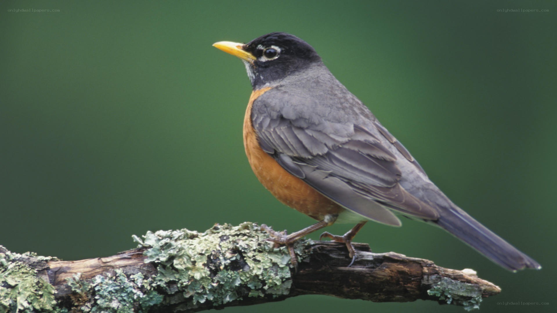 American robin on a branch