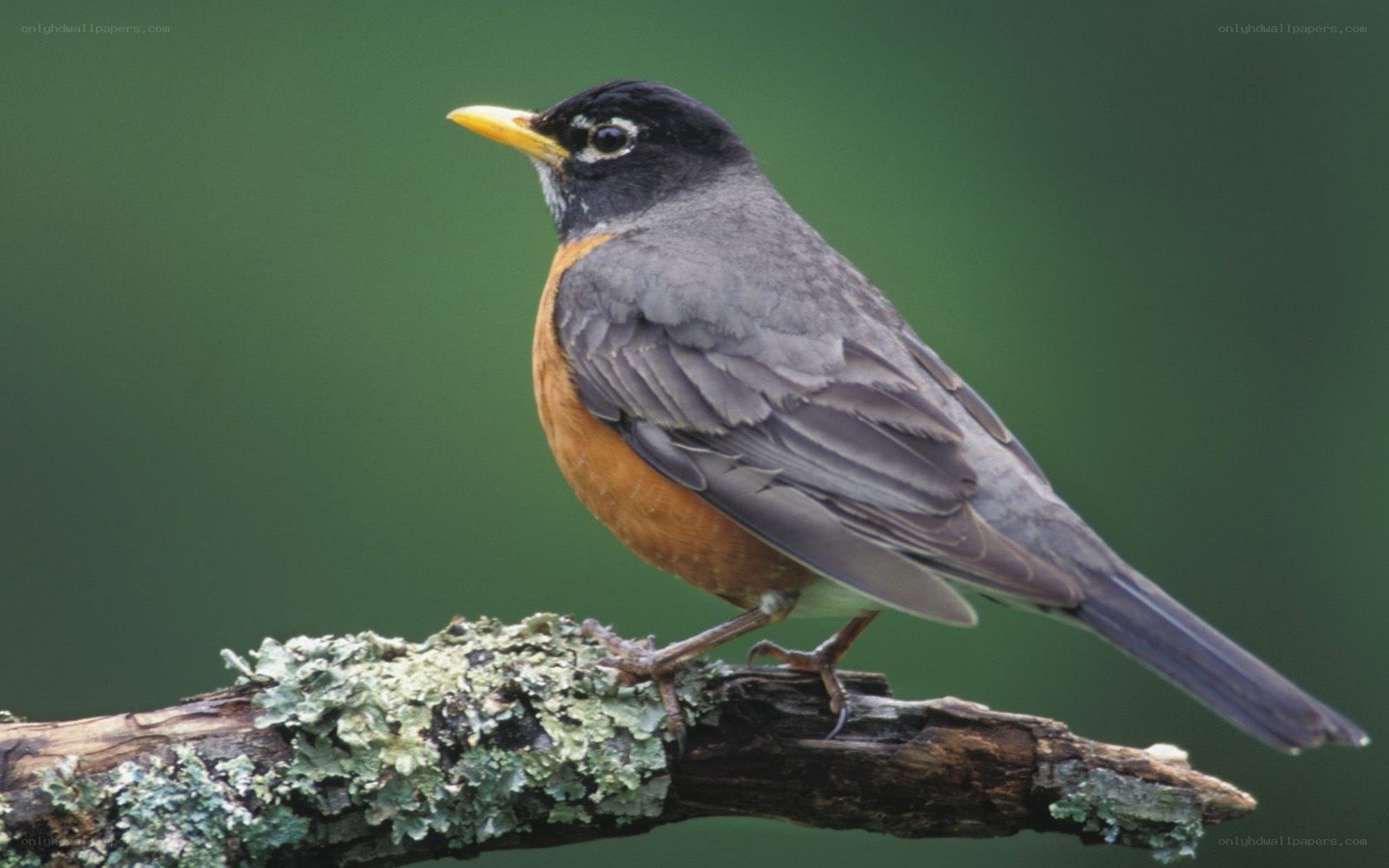 American robin on a branch