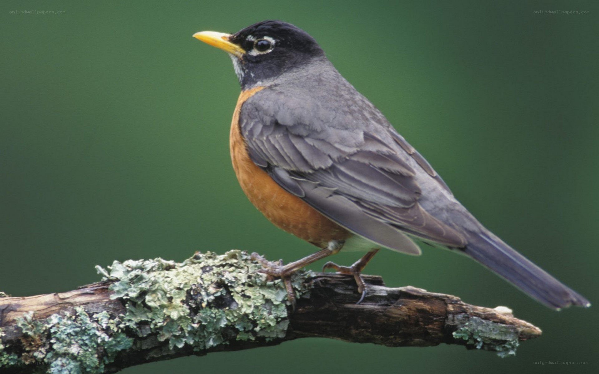 American robin on a branch