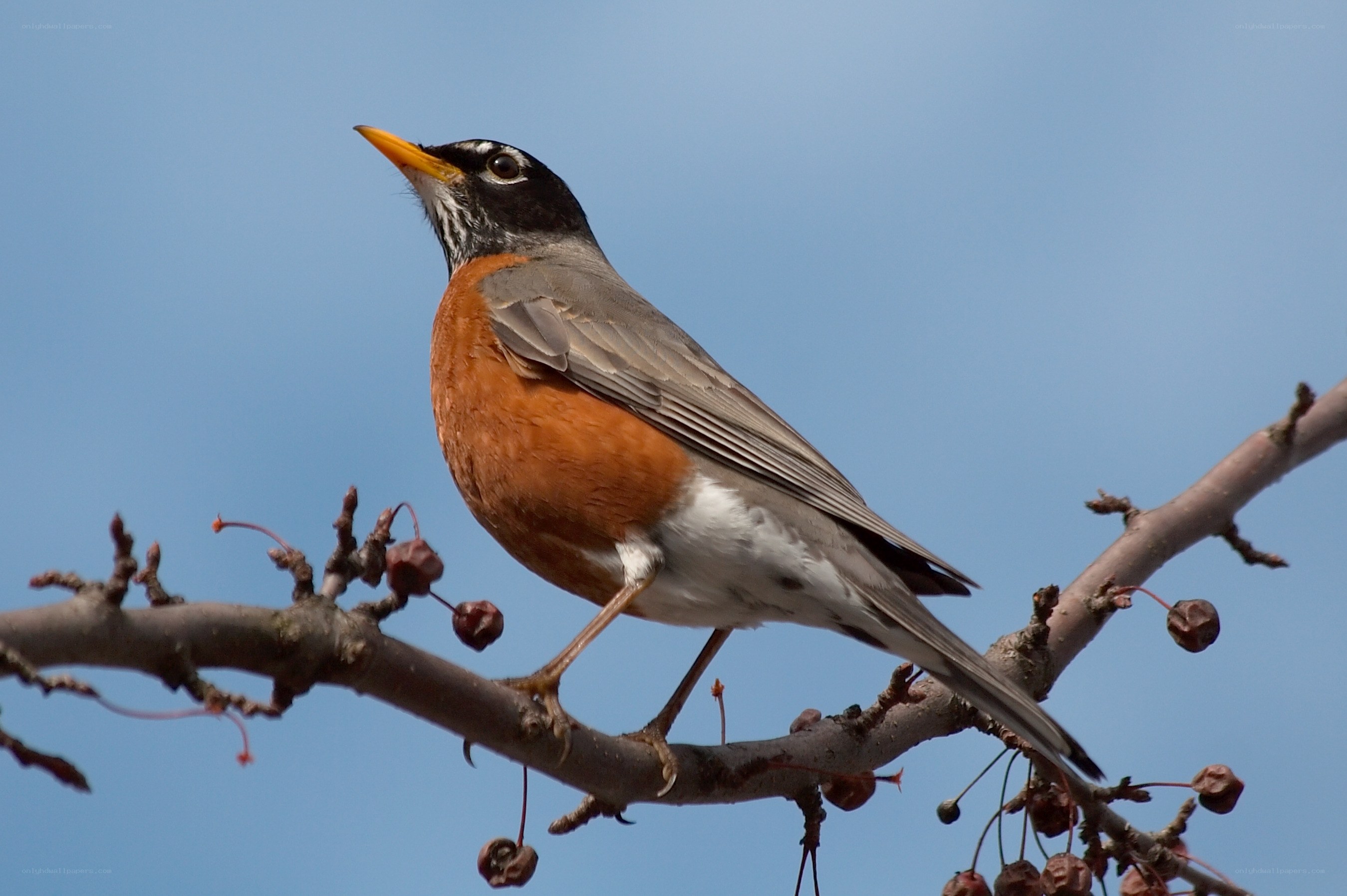 American robin on a branch