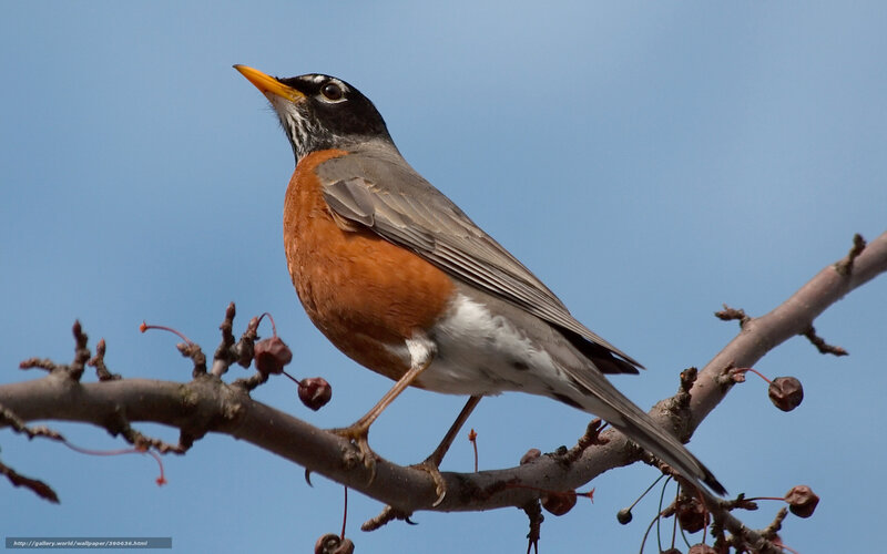 American Robin on Branch — Blue, Calm, Spring