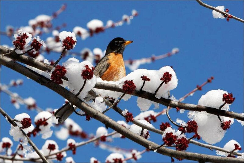 American Robin on Branch — Blue