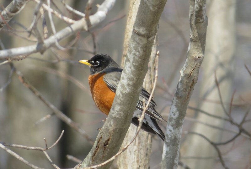 American Robin on Branch — Brown, Calm