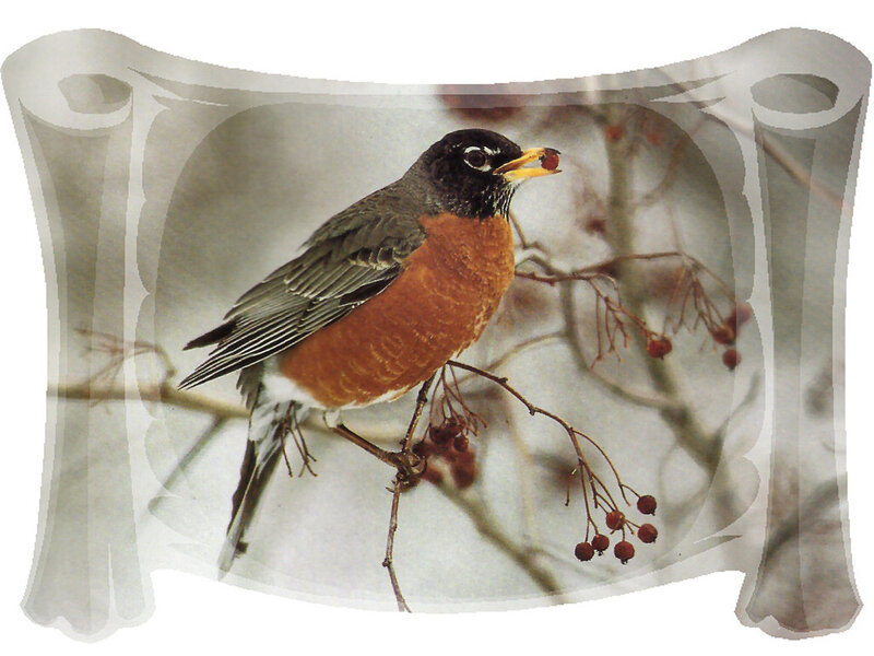 American Robin on Branch — Brown